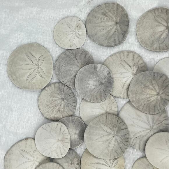 6.3oz Lot Natural Sand Dollars Craft Decor Real Beach Sea Shell Specimens Bulk - Picture 4 of 7